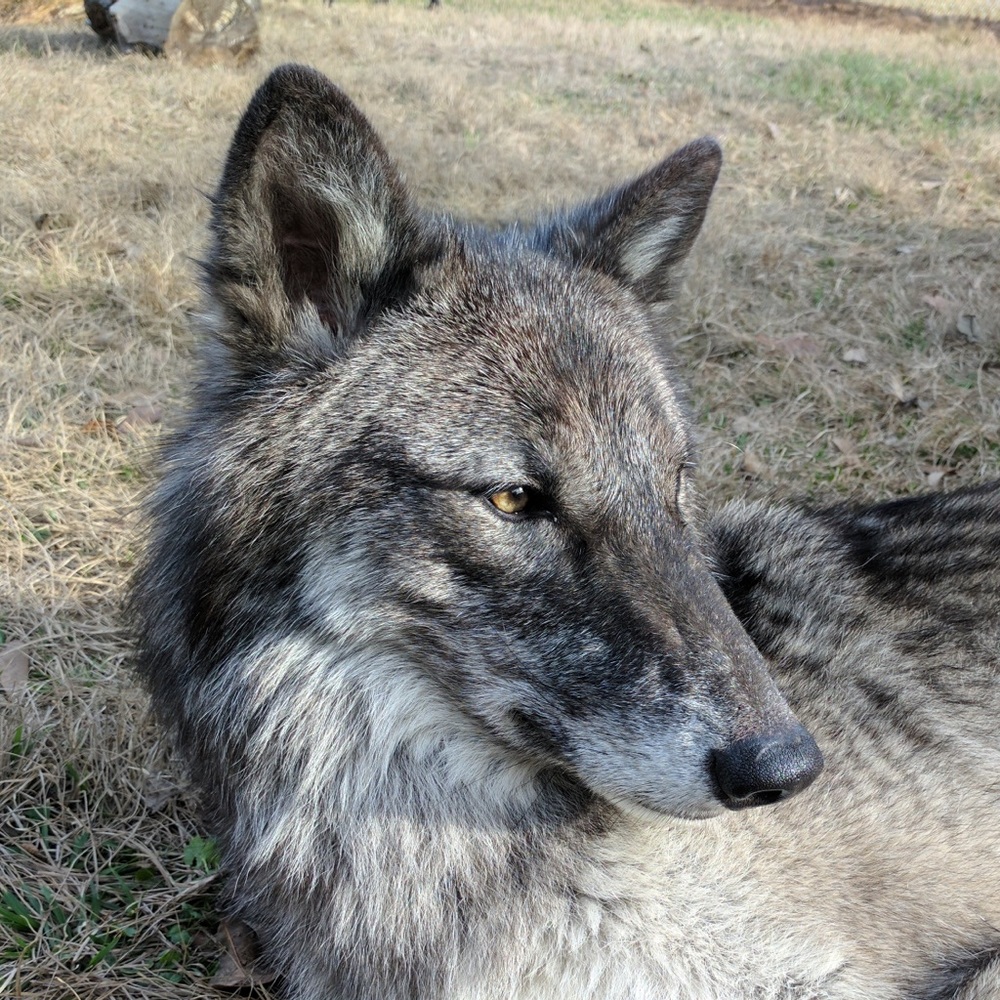 Meet your Posher, Troy